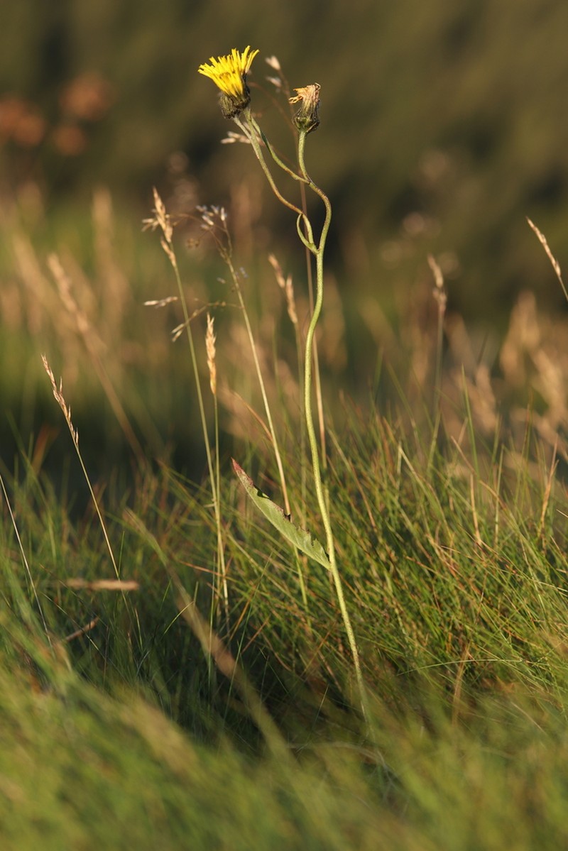 Hieracium chlorocephalum