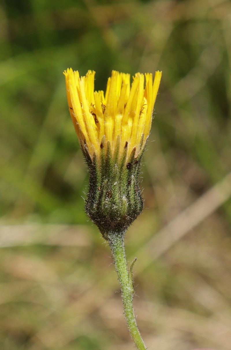 Hieracium chlorocephalum photo 2