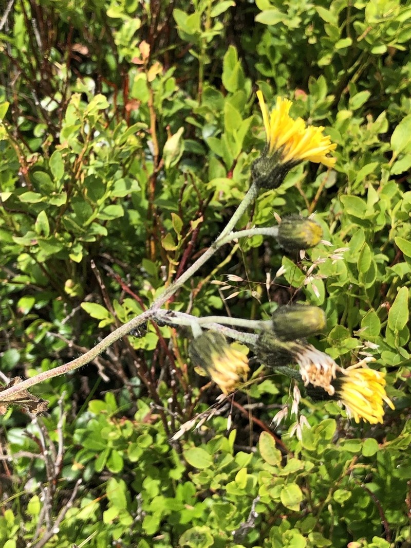 Hieracium chlorocephalum photo 3