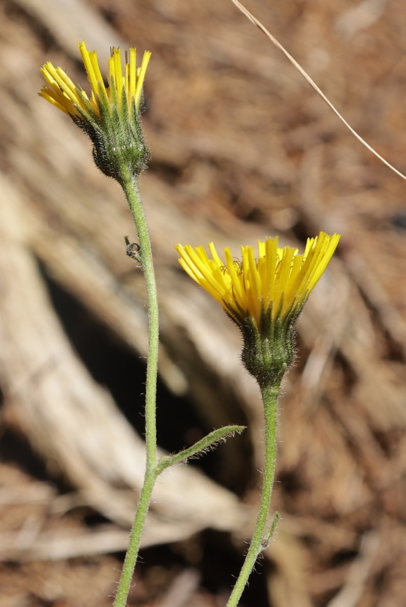 Hieracium chlorocephalum photo 4