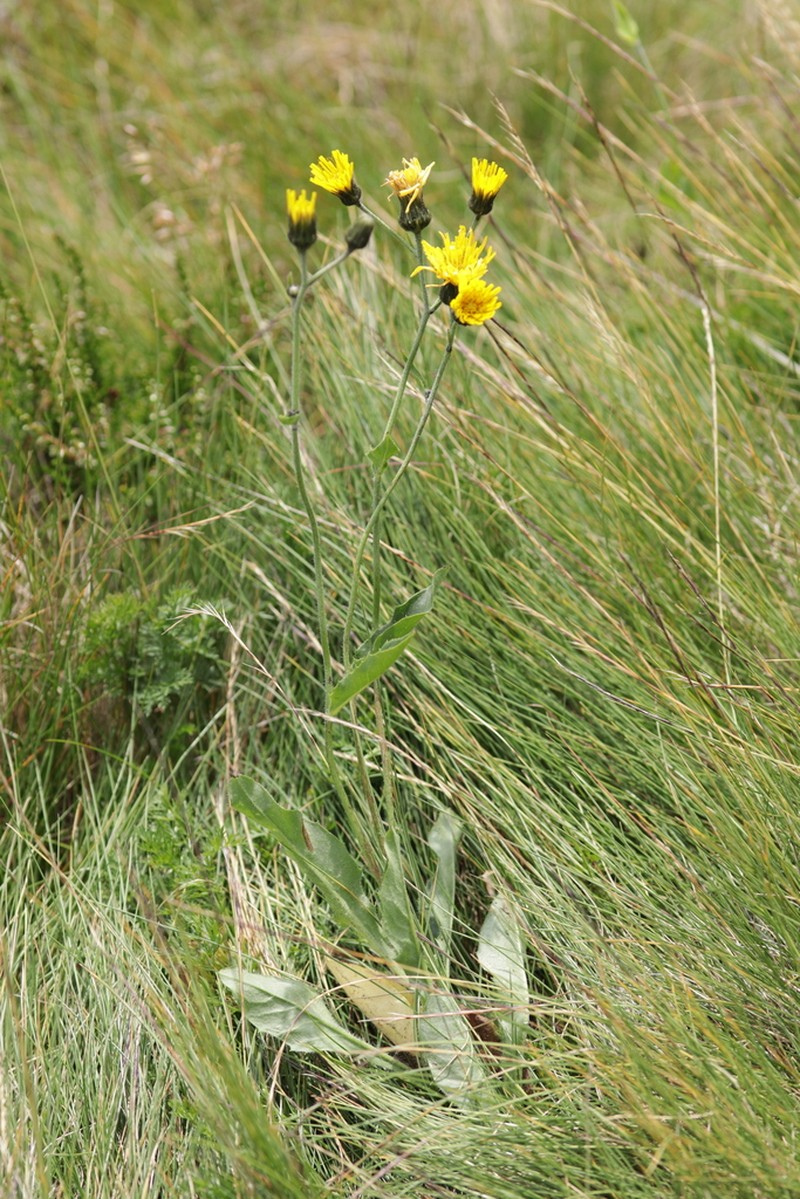 Hieracium chlorocephalum photo 5