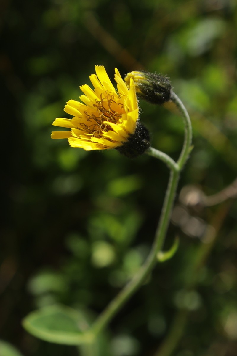 Hieracium chlorocephalum photo 6