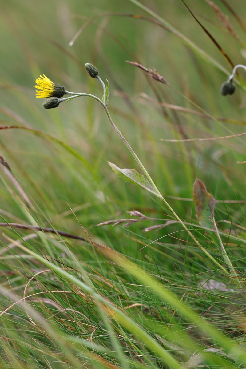 Hieracium chlorocephalum photo 8