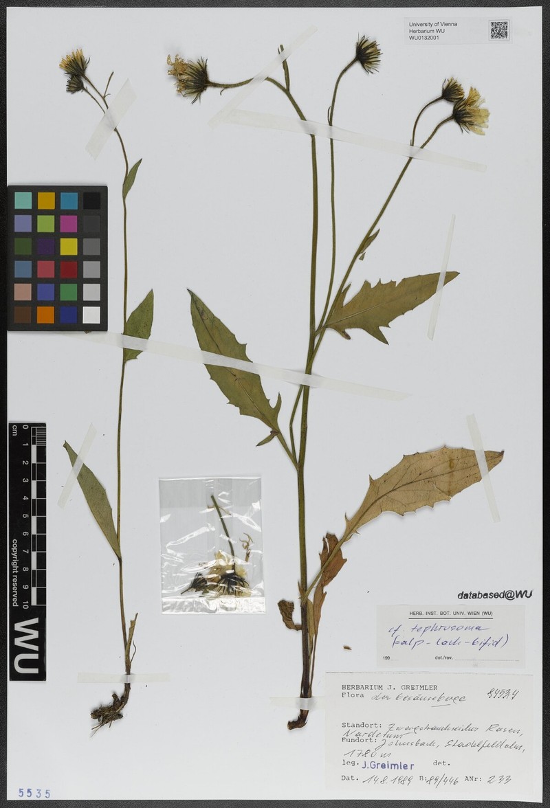 Hieracium chlorocephalum subsp. adustum