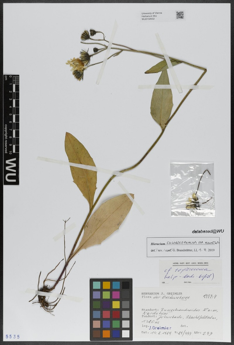 Hieracium chlorocephalum subsp. adustum photo 2