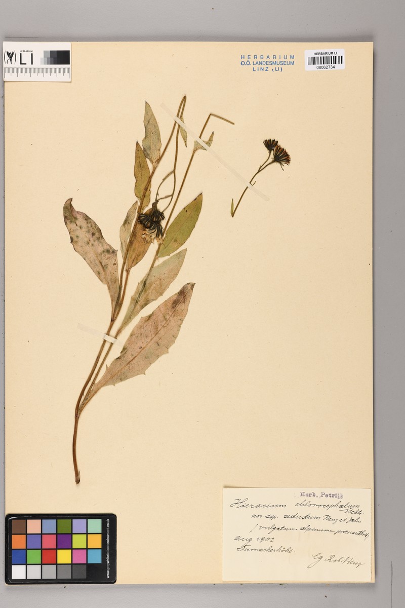 Hieracium chlorocephalum subsp. adustum photo 3