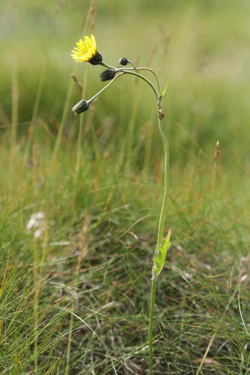 Hieracium chlorocephalum subsp. stygium photo 2