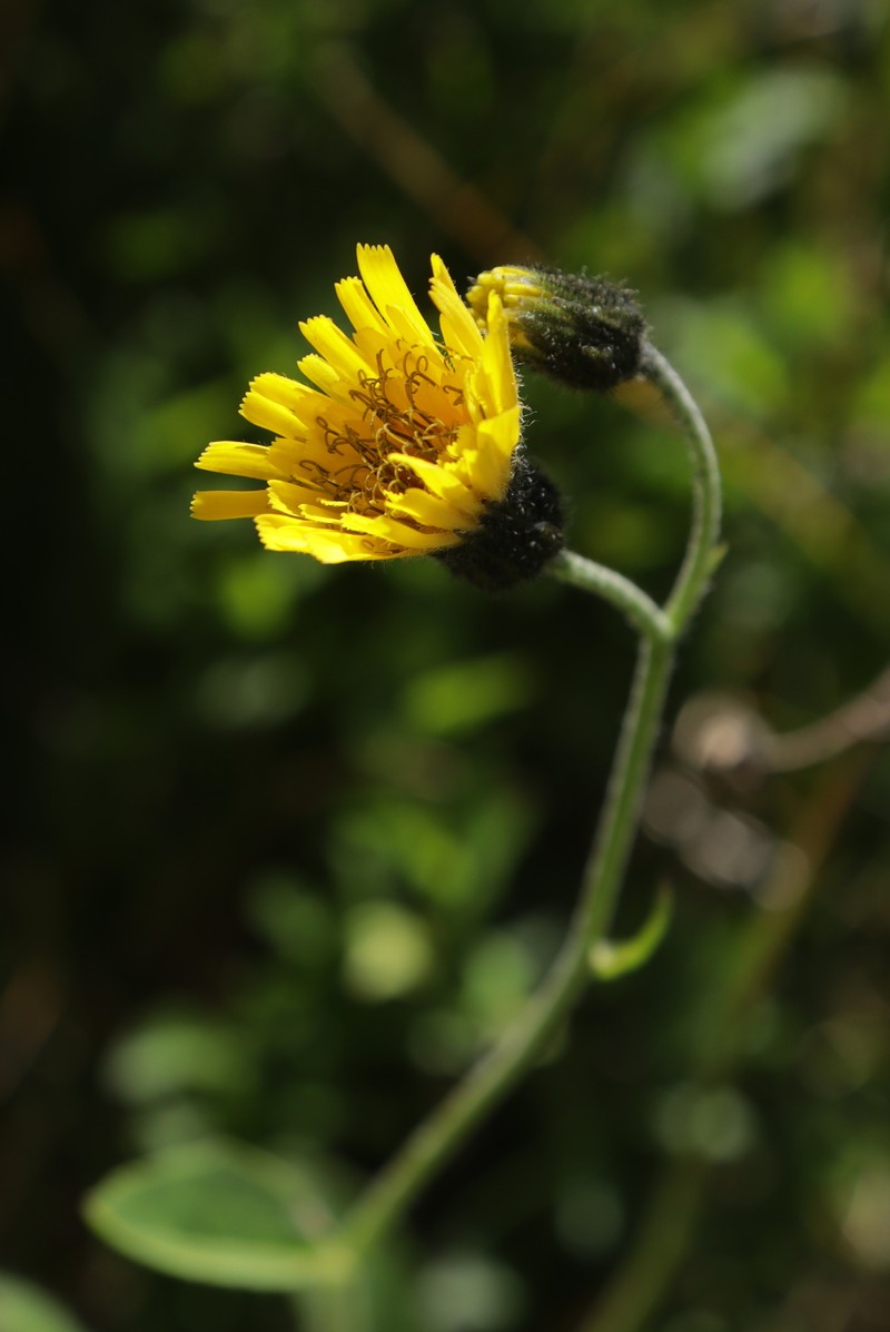 Hieracium chlorocephalum subsp. stygium photo 4