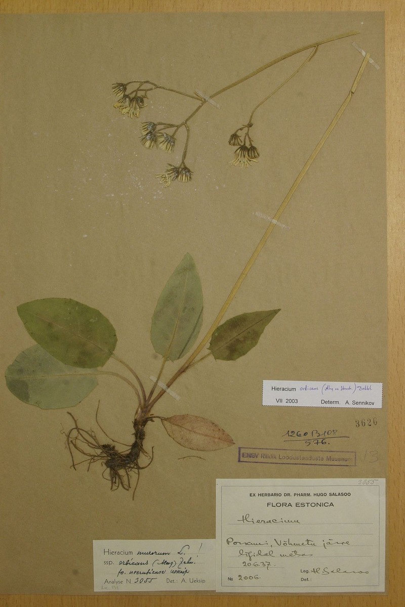 Hieracium chloromaurum
