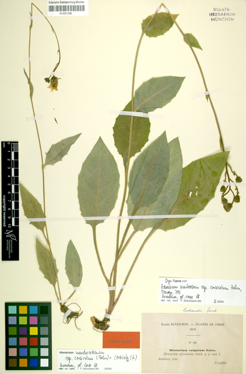 Hieracium chlorophyton