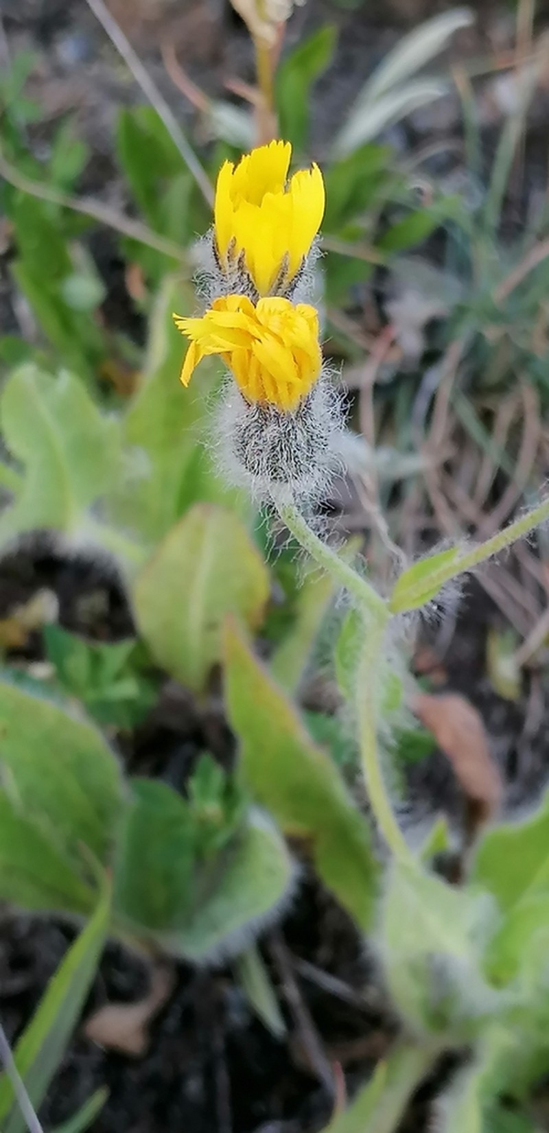 Hieracium chloropsis