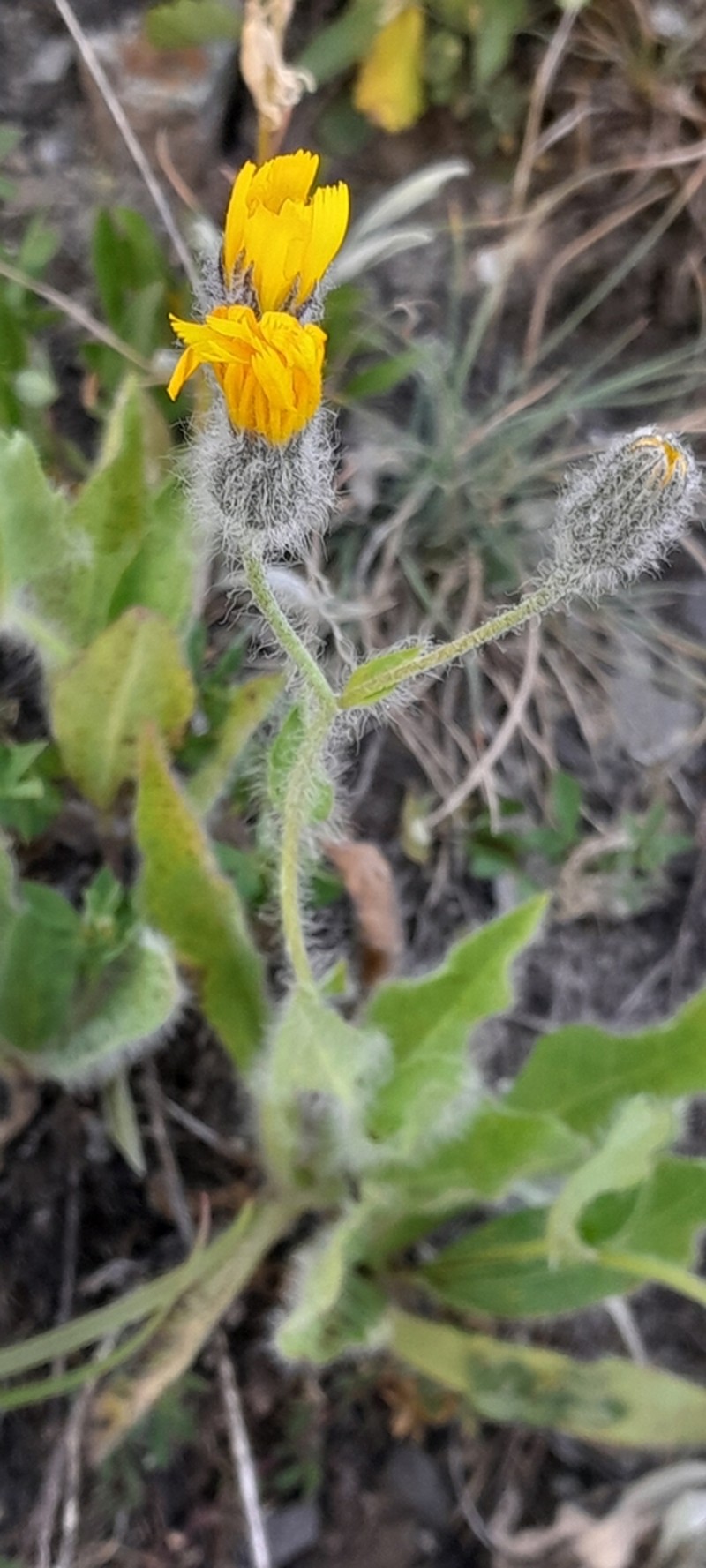 Hieracium chloropsis photo 3