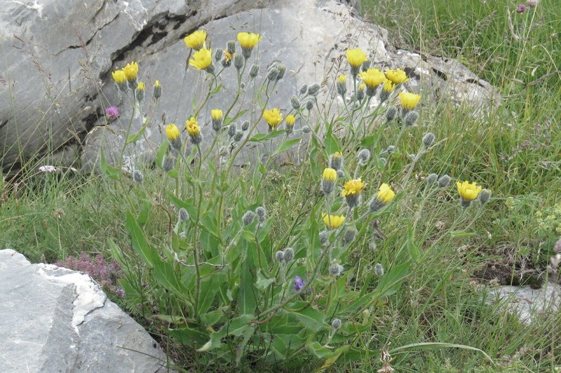 Hieracium chloropsis photo 4