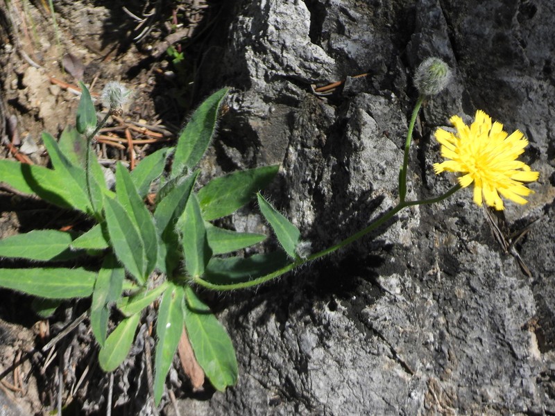 Hieracium chloropsis photo 6