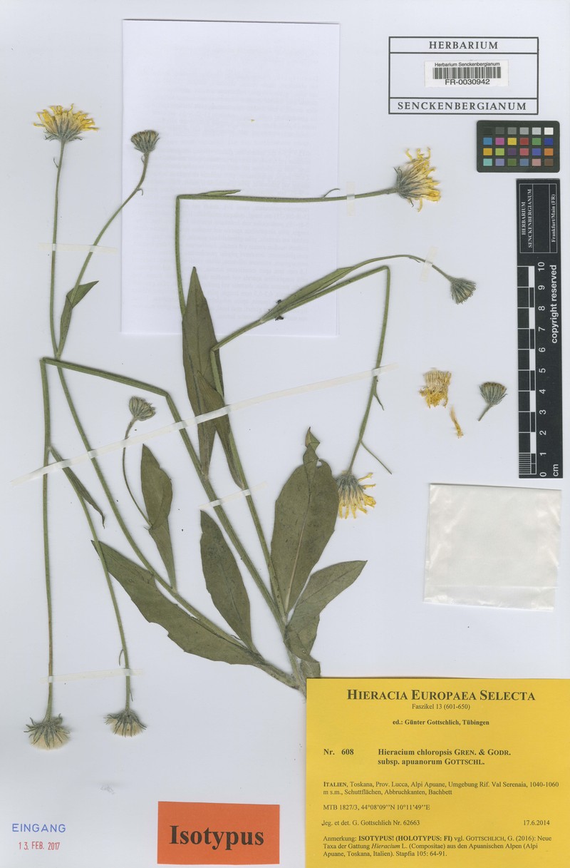 Hieracium chloropsis subsp. apuanorum