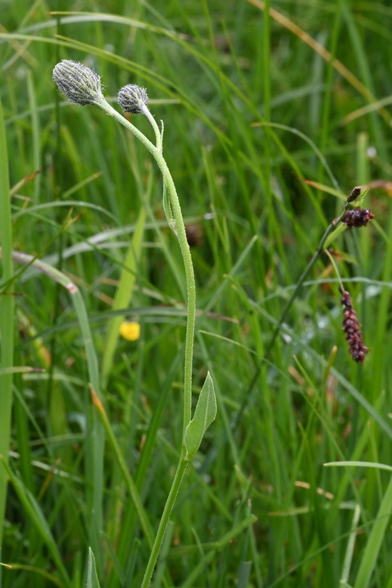 Hieracium chondrillifolium
