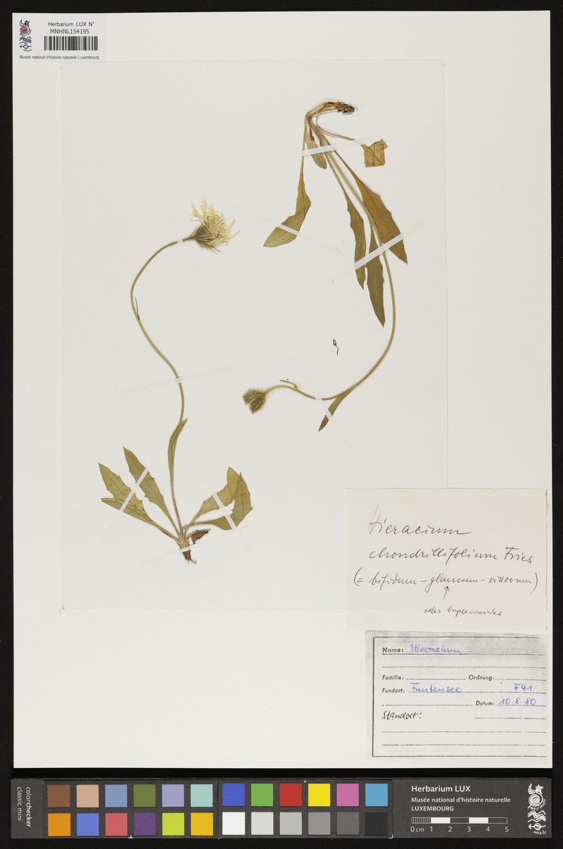 Hieracium chondrillifolium photo 2