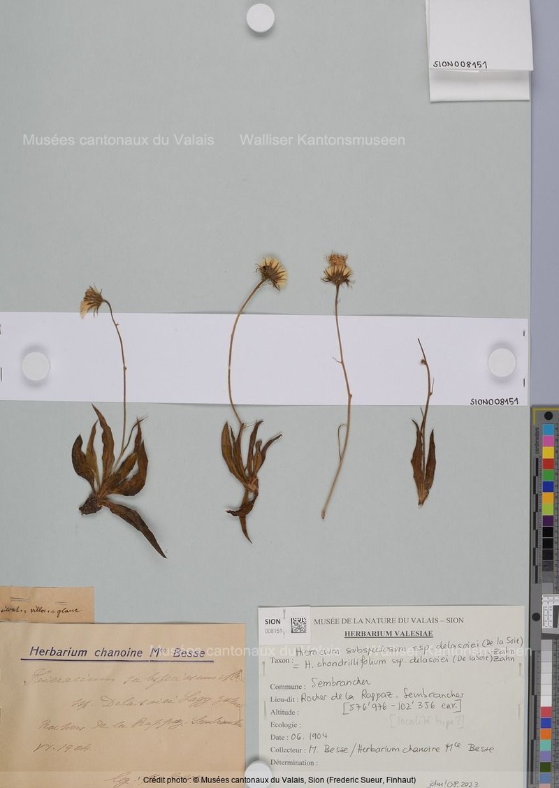 Hieracium chondrillifolium subsp. delasoiei