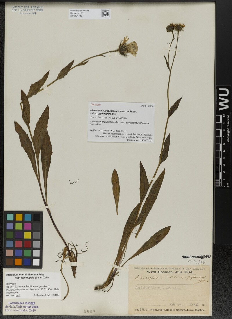 Hieracium chondrillifolium subsp. gymnopsis