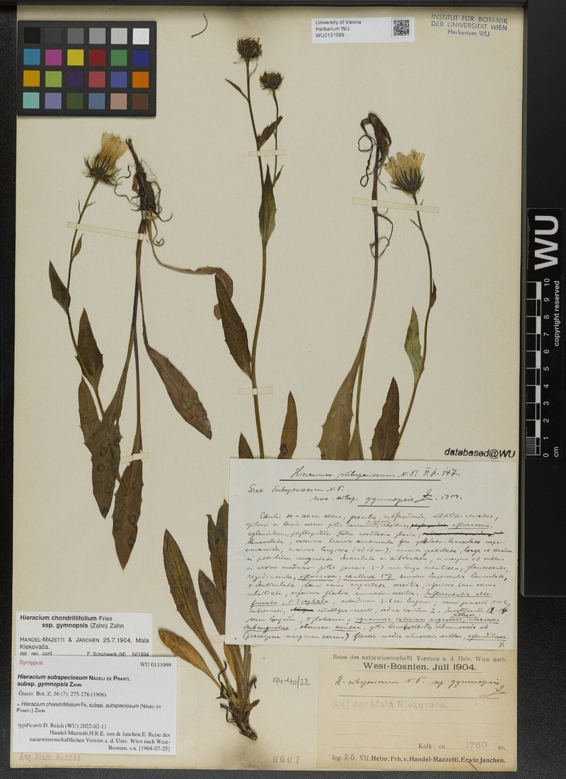 Hieracium chondrillifolium subsp. gymnopsis photo 2