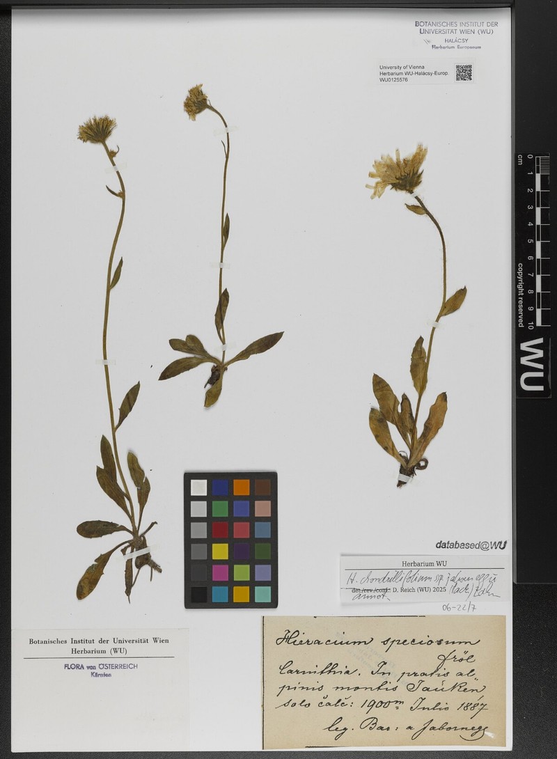 Hieracium chondrillifolium subsp. jaborneggii