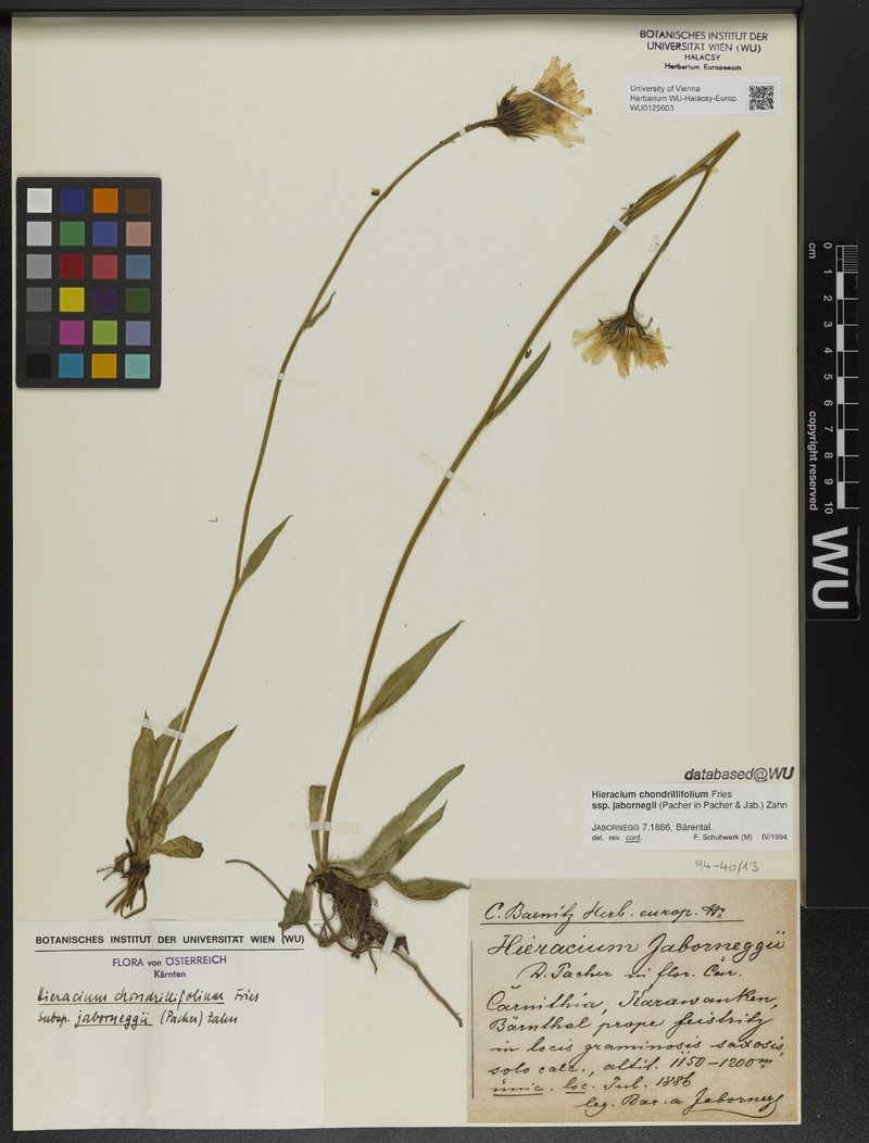 Hieracium chondrillifolium subsp. jaborneggii photo 2