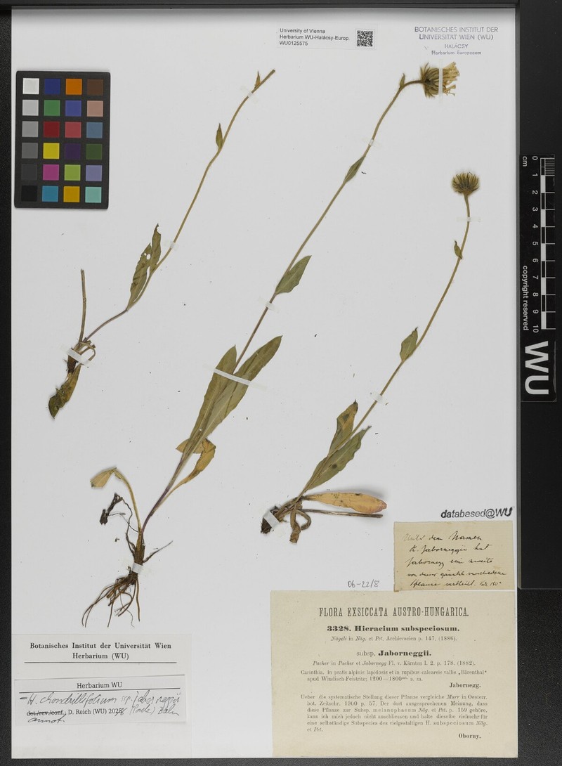 Hieracium chondrillifolium subsp. jaborneggii photo 3