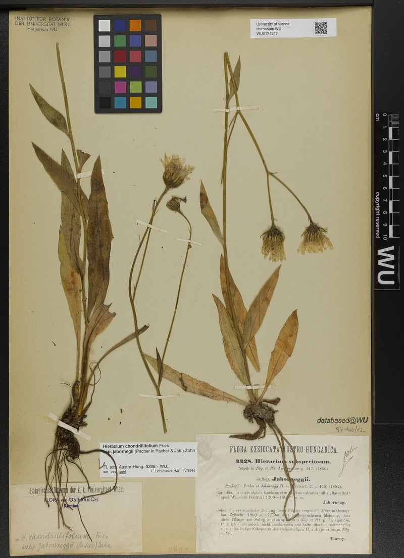 Hieracium chondrillifolium subsp. jaborneggii photo 4