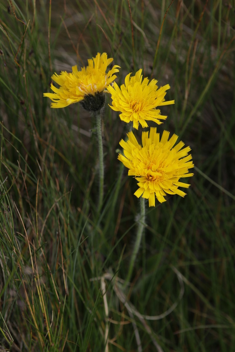 Hieracium chrysostyloides