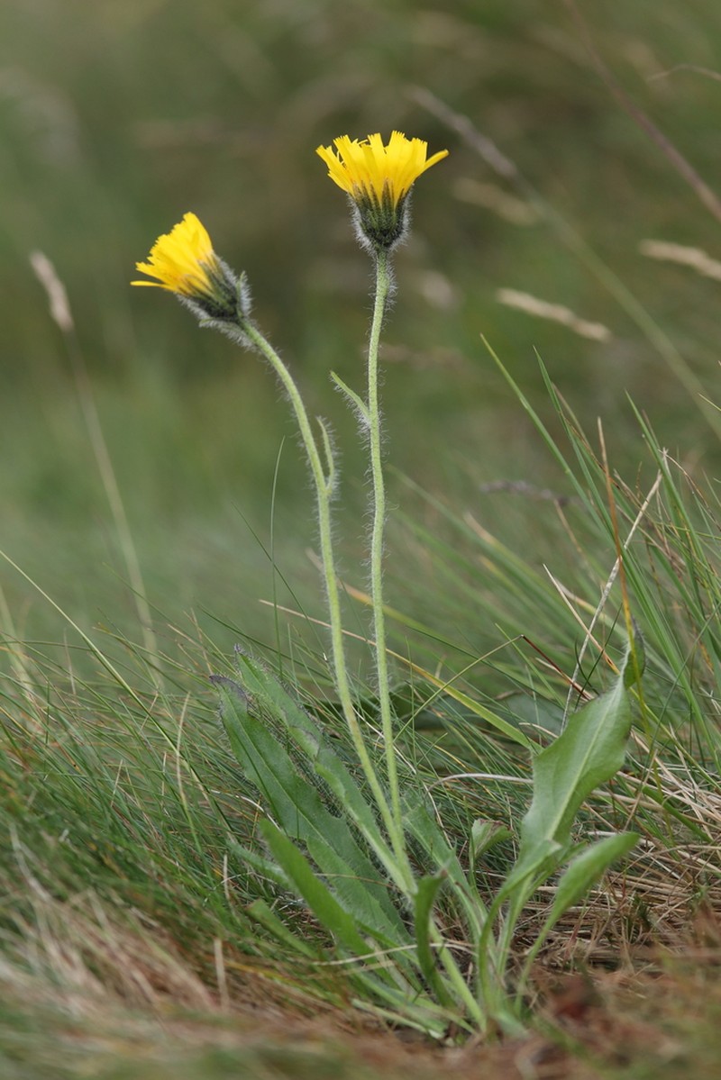 Hieracium chrysostyloides photo 2