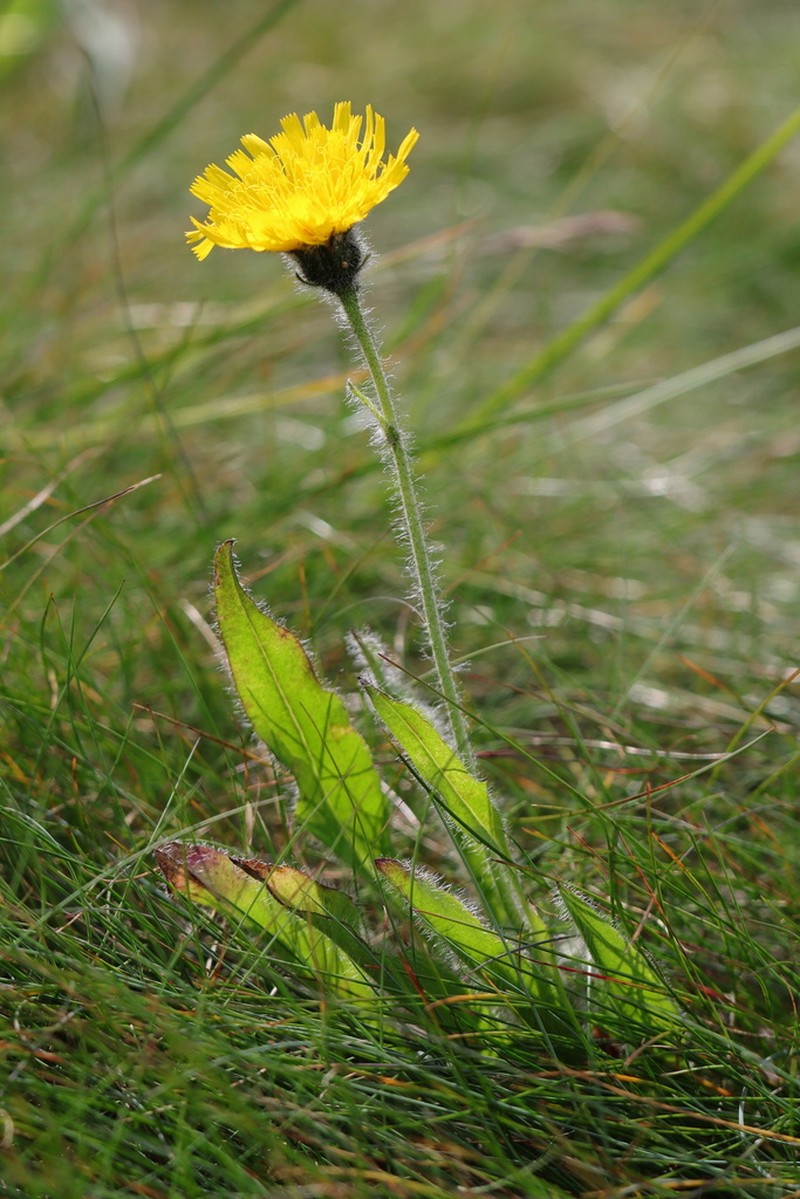 Hieracium chrysostyloides photo 3