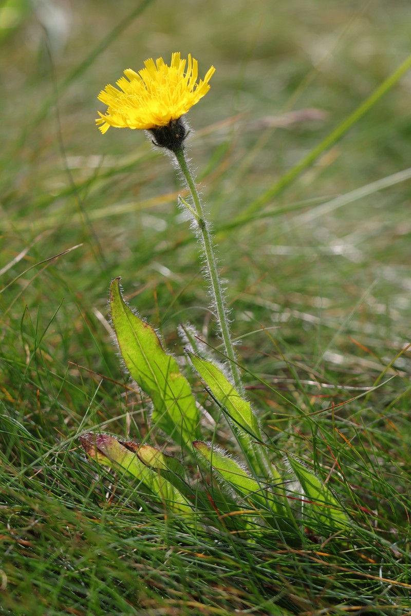 Hieracium chrysostyloides photo 5