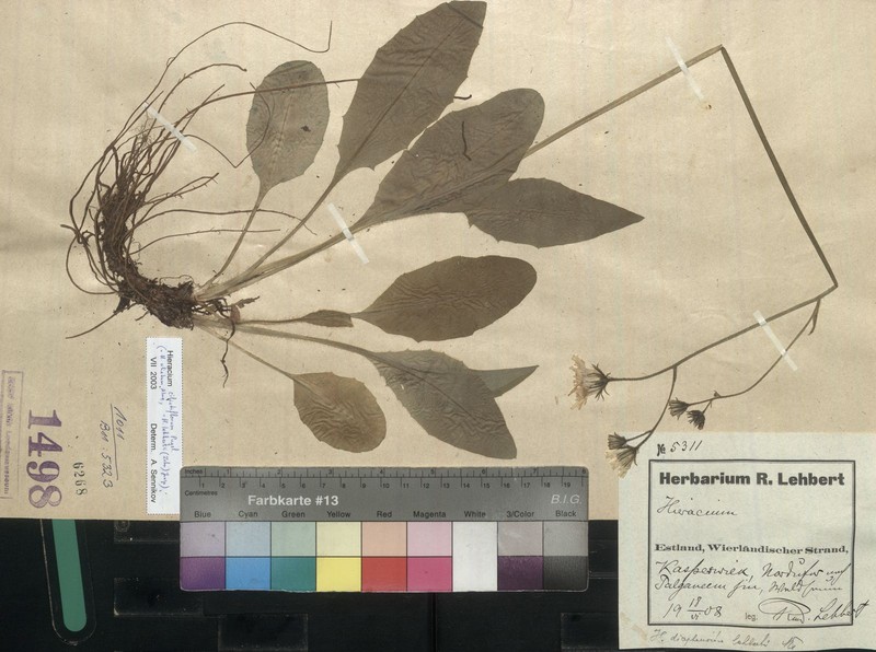 Hieracium ciliatiflorum photo 2