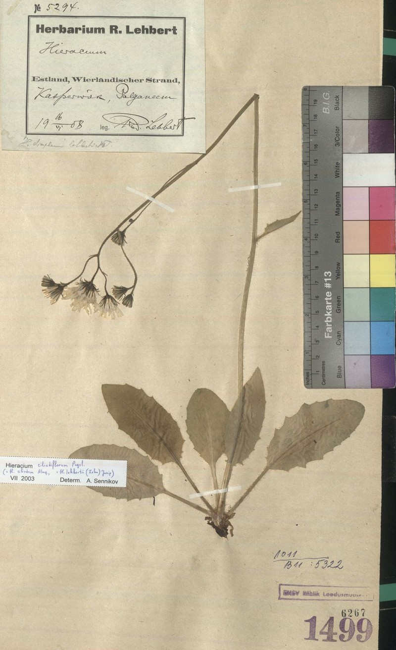 Hieracium ciliatiflorum photo 3