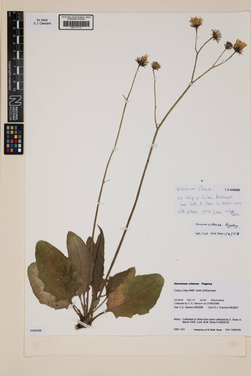 Hieracium cillense