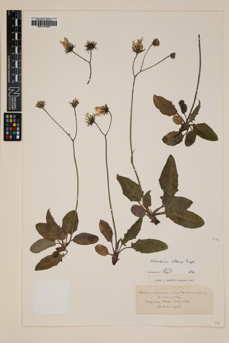 Hieracium cillense photo 2
