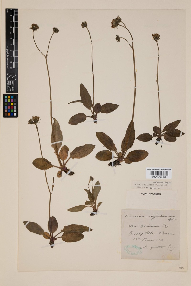 Hieracium cillense photo 3