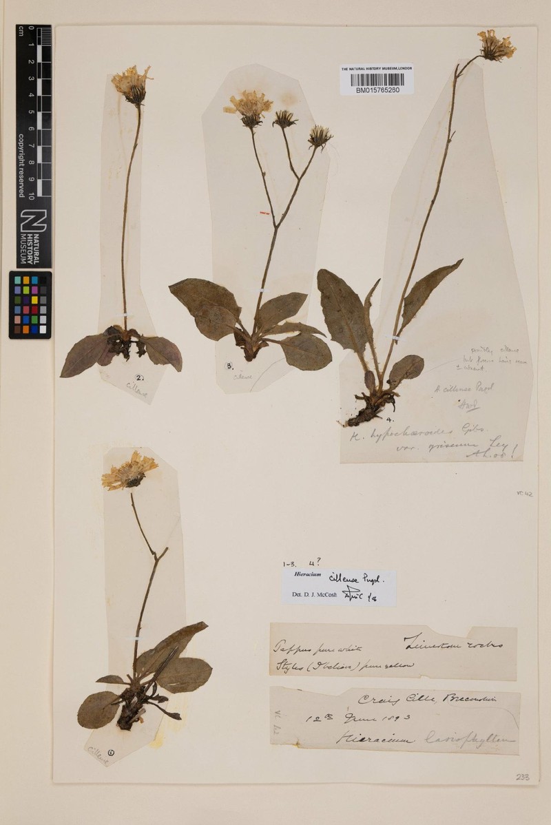 Hieracium cillense photo 4