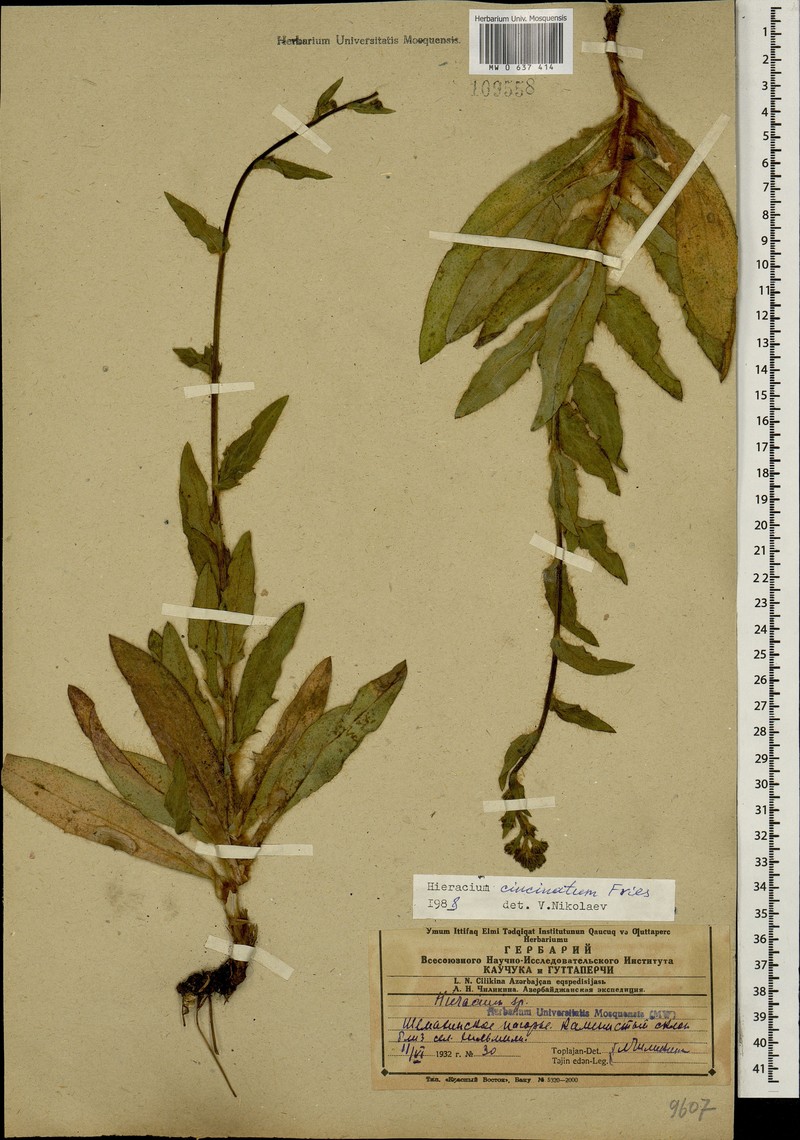 Hieracium cincinnatum