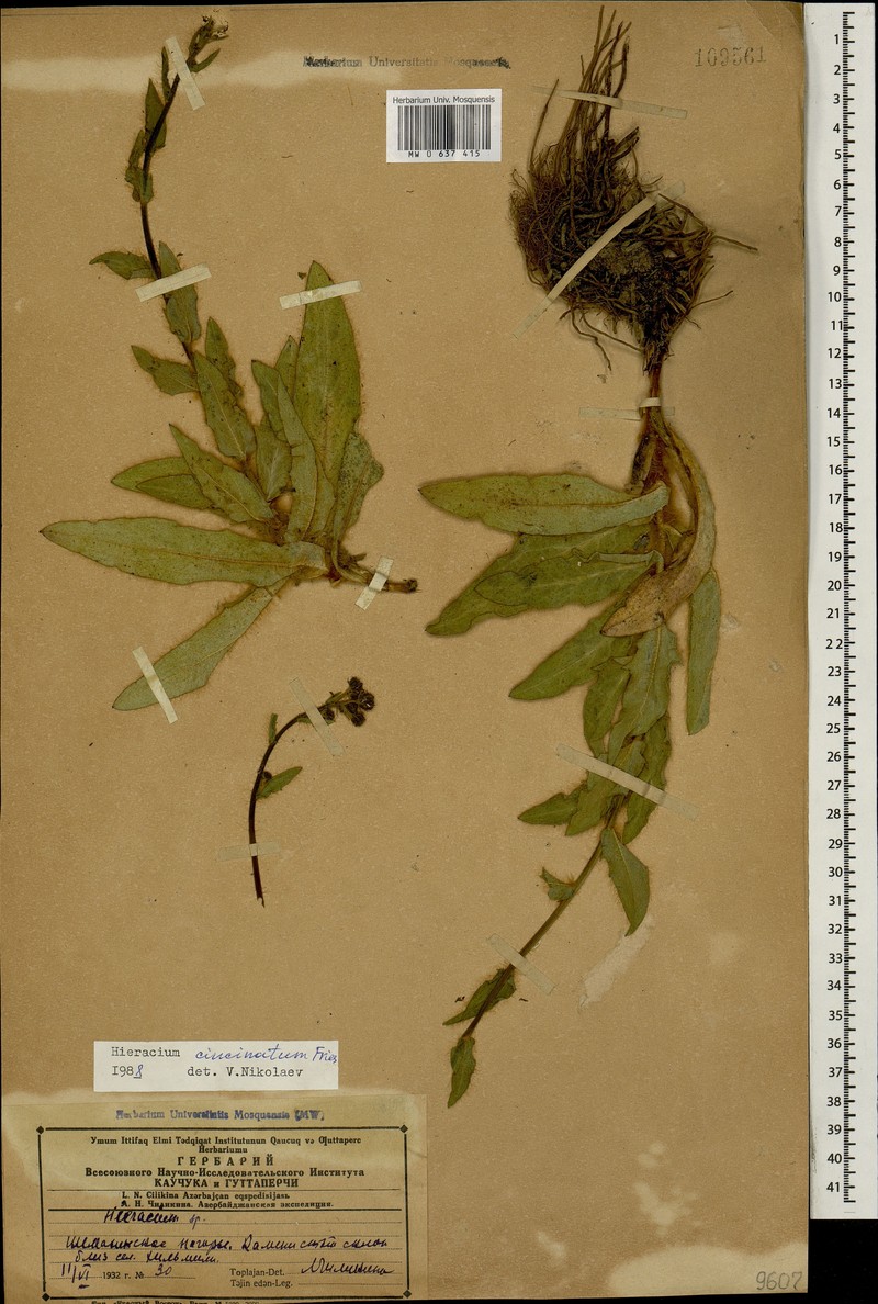 Hieracium cincinnatum photo 2