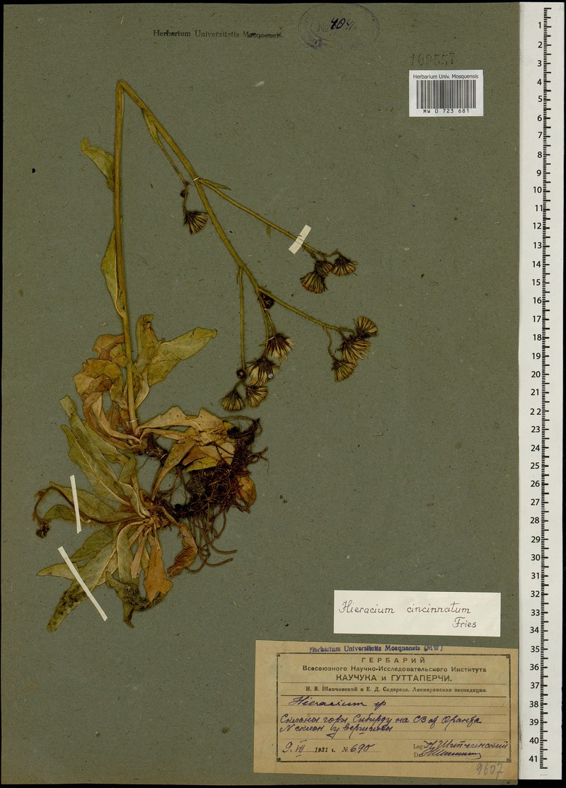 Hieracium cincinnatum photo 3