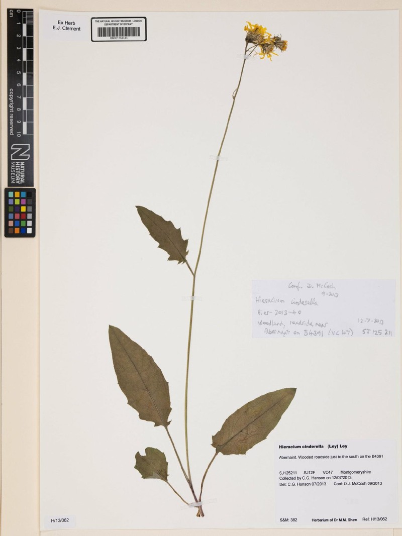 Hieracium cinderella