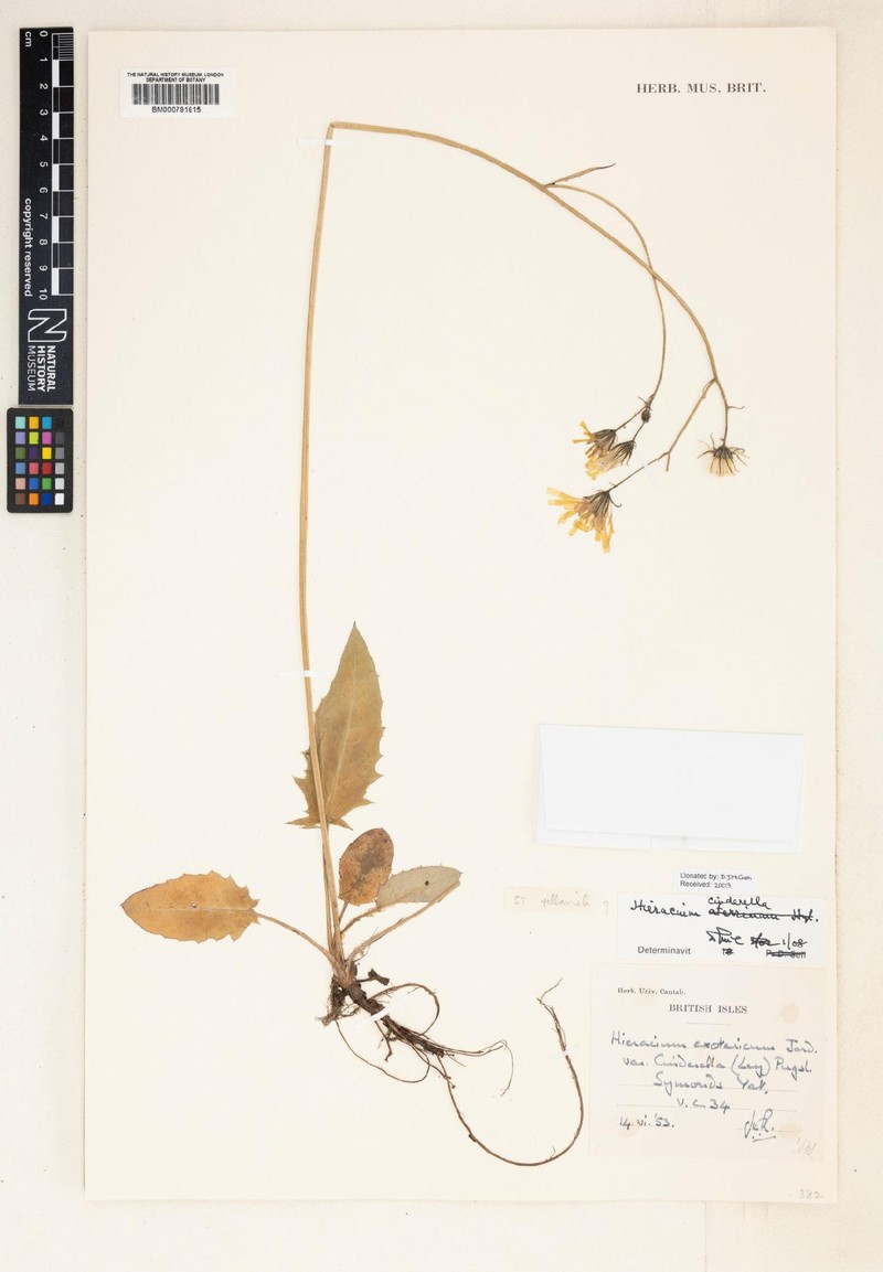 Hieracium cinderella photo 2