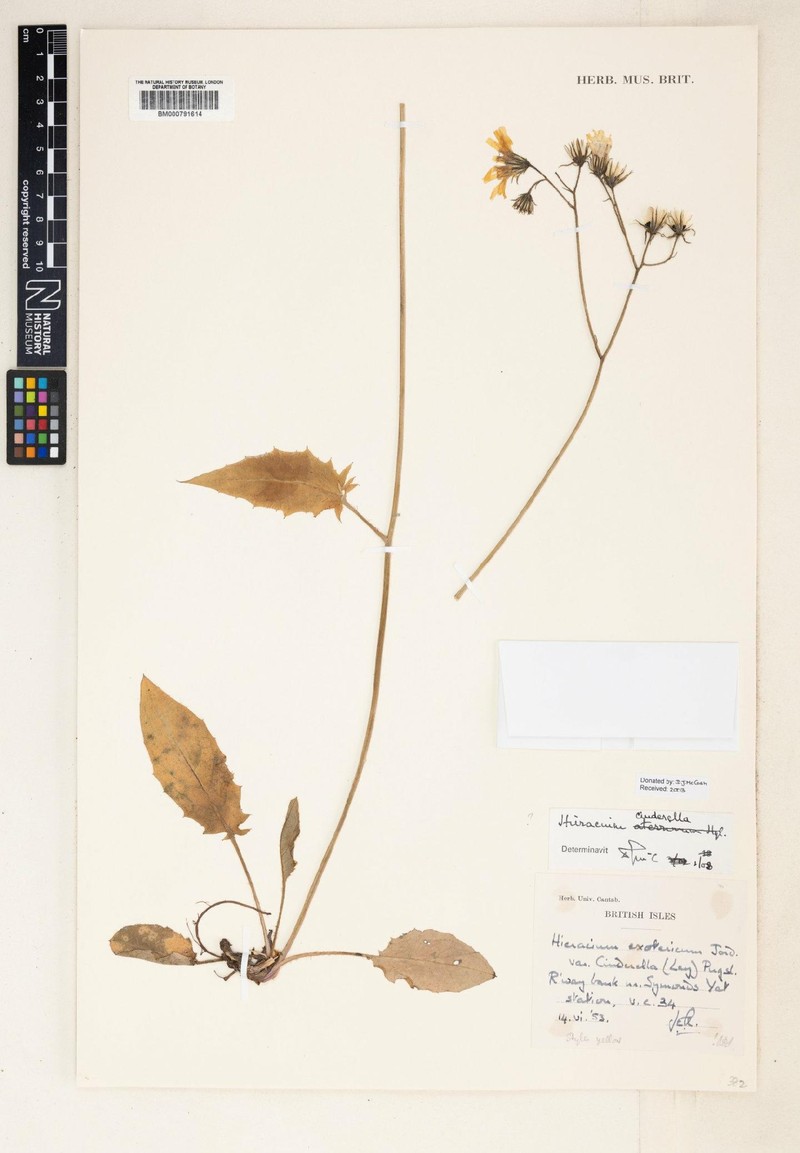 Hieracium cinderella photo 3