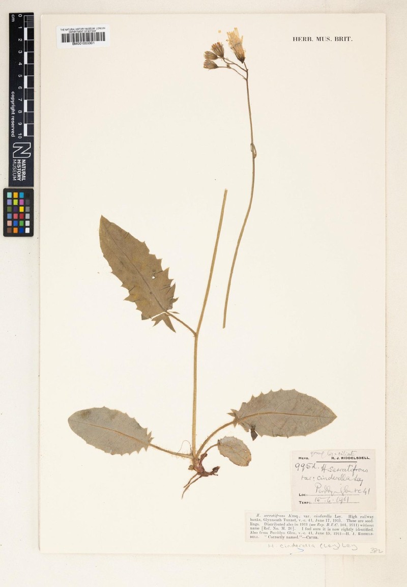 Hieracium cinderella photo 4