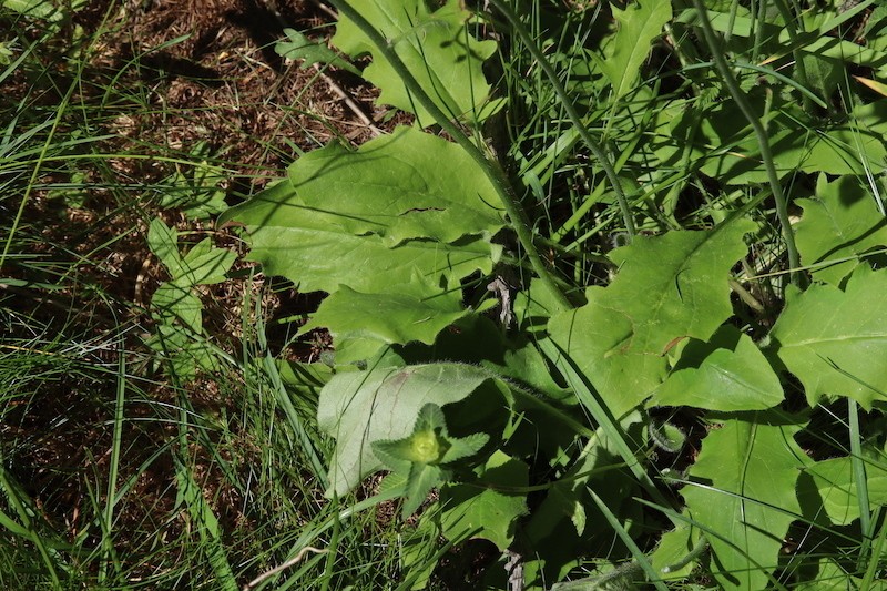 Hieracium cirritum