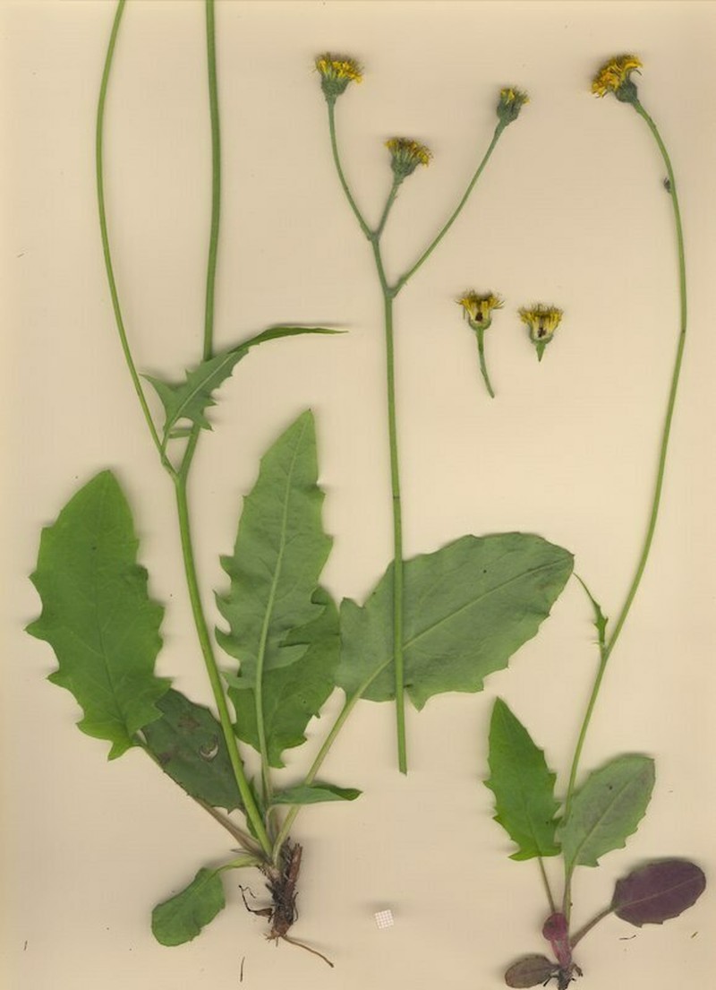 Hieracium cirritum photo 2