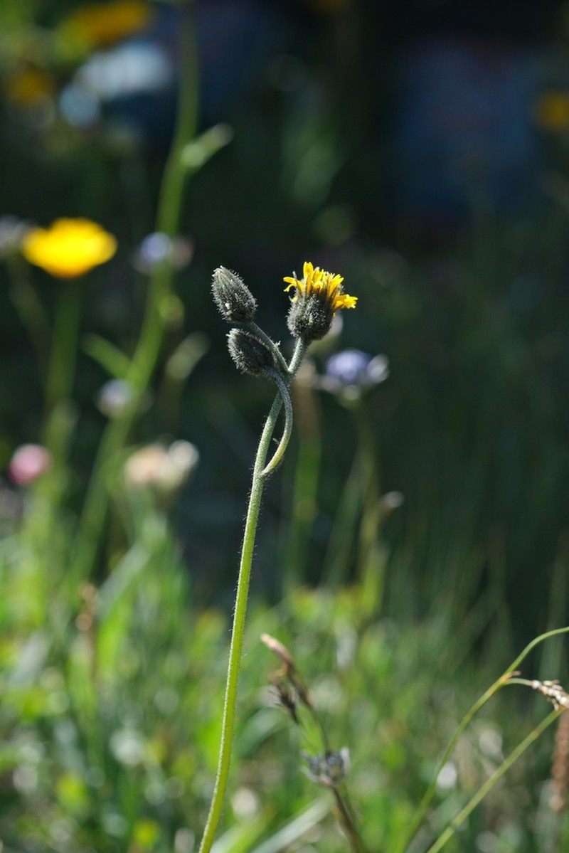 Hieracium cirritum photo 3