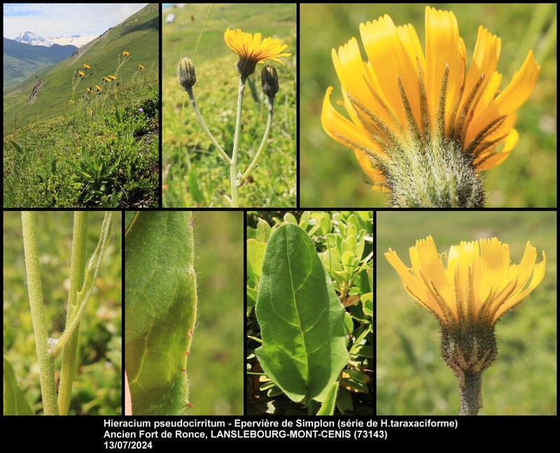 Hieracium cirritum photo 4