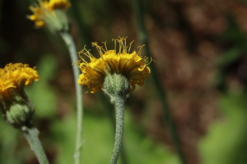 Hieracium cirritum photo 5